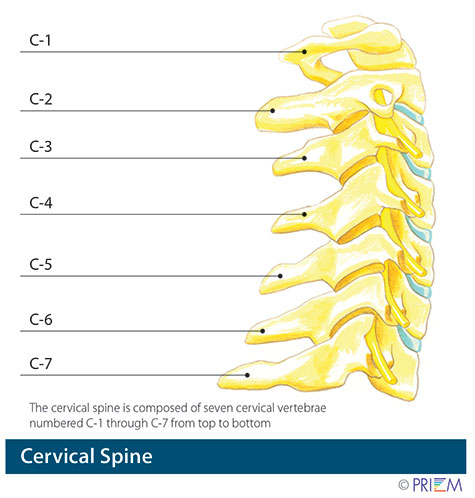 cervical spine