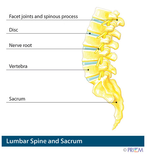 lumbar spine