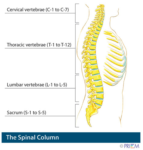 spinal column